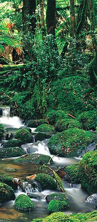 Yarra Ranges National Park